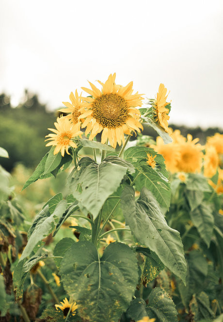 eeelyeee xxx star picture