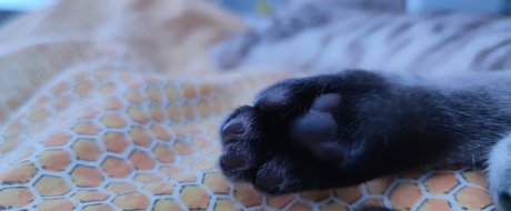 northernfoxx star hd image