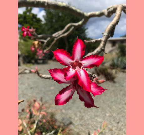 ravenhex3 erotic actress picture