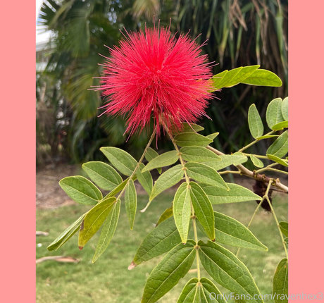 ravenhex3 star xxx galleries