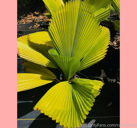 ravenhex3 top actress pictures