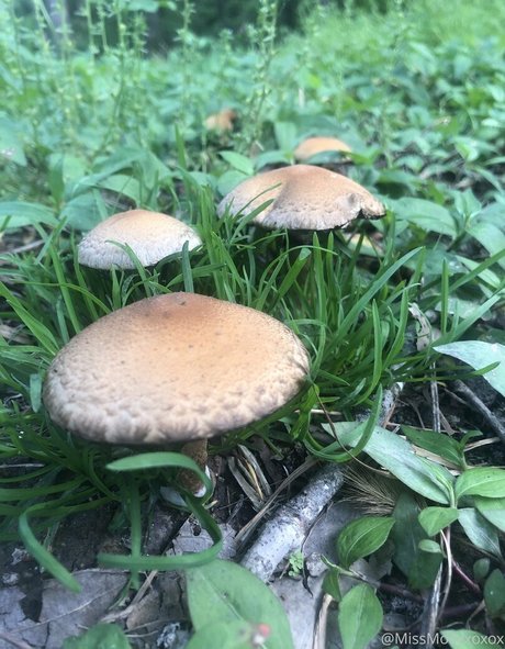 begformolly free actress image