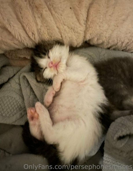 persephonesmuses high quality star picture