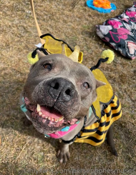 persephonesmuses xxx actress galleries