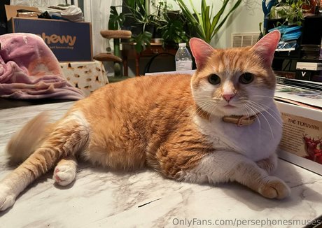 persephonesmuses star erotic galleries