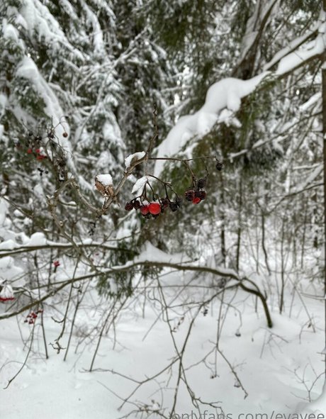 evavee perfect star archive