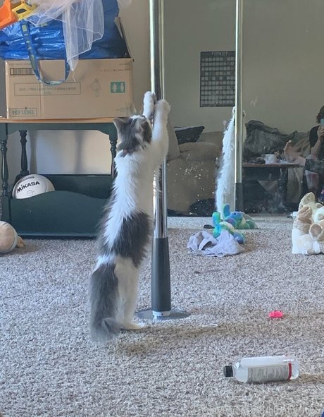 xangel 636 beautiful pornstar img