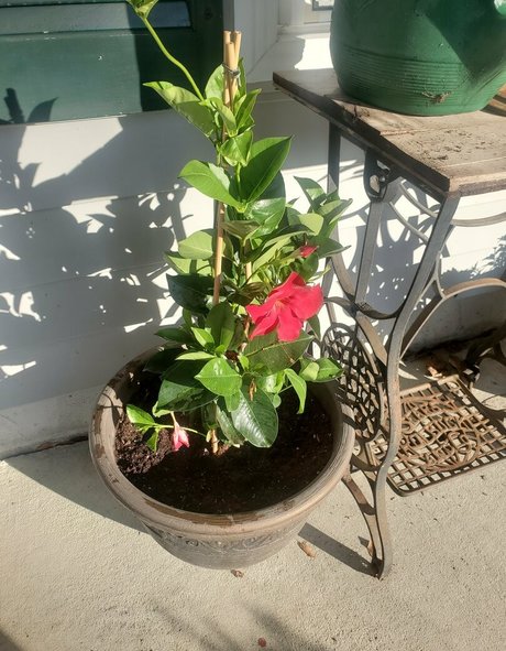 bee88i beautiful pornstar photos