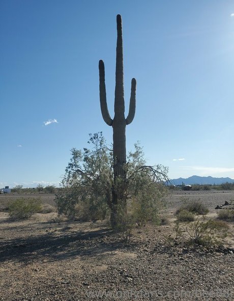 bee88i exclusive model galleries