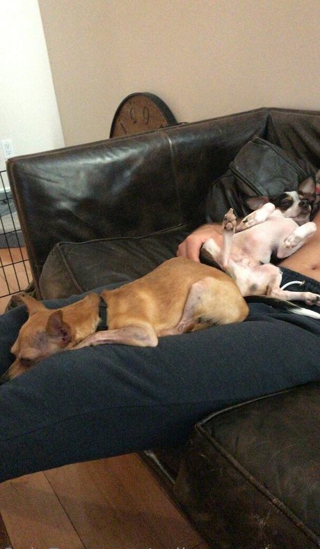 callmecandacee free pornstar archive