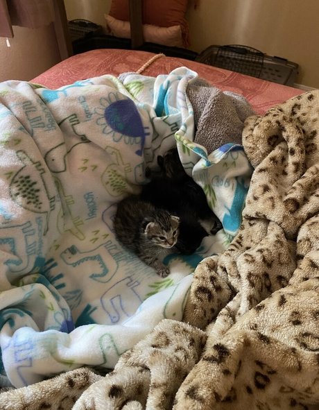 mollymaeve pornstar free pictures