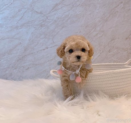 amysong99 perfect pornstar img