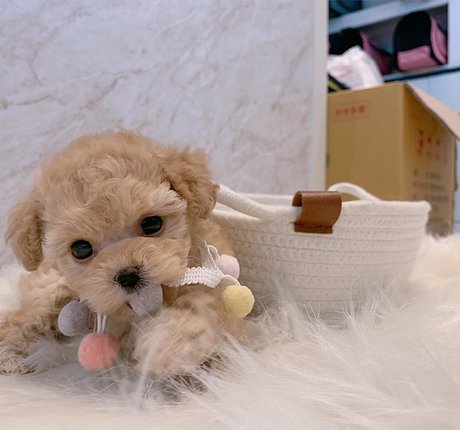 amysong99 model image