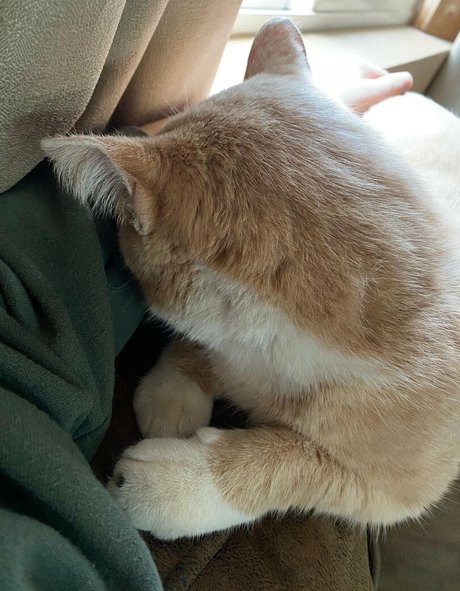 Aelarose pornstar perfect images