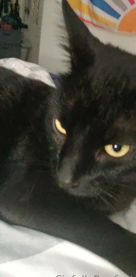 sinfullypurrfuct erotic model img