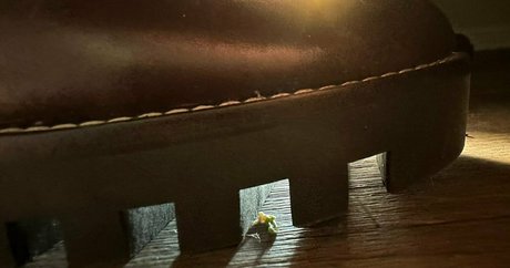 solecirilla top model pics