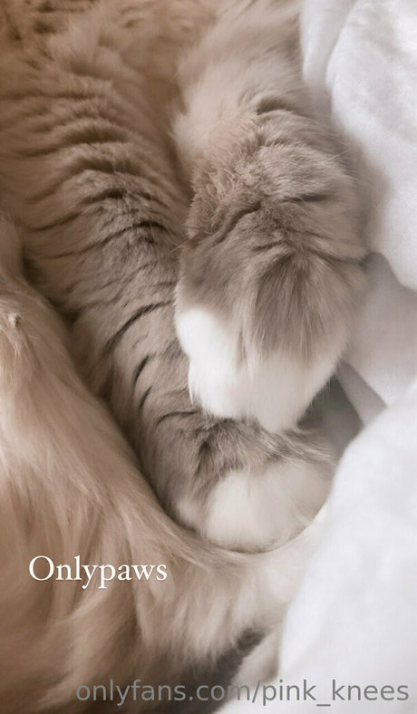 pink knees erotic star img