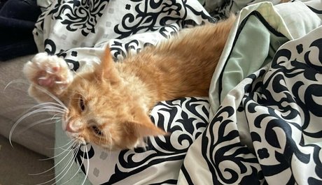 bellecurves Profile pic