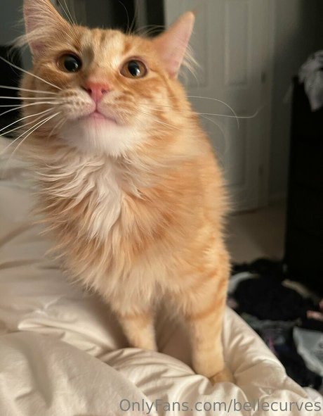 bellecurves high quality pornstar pic