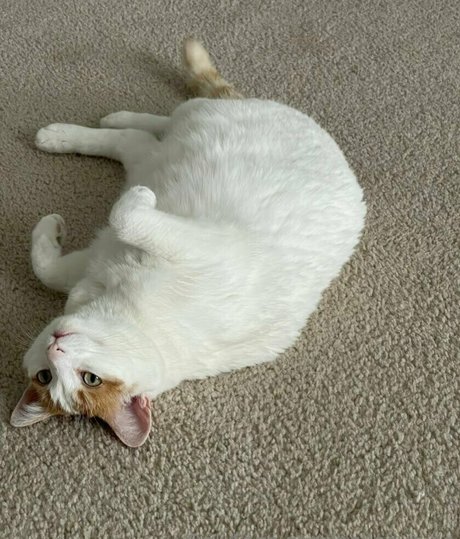 bellecurves sexy star picture