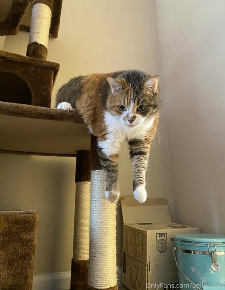 bellecreed pornstar high quality galleries