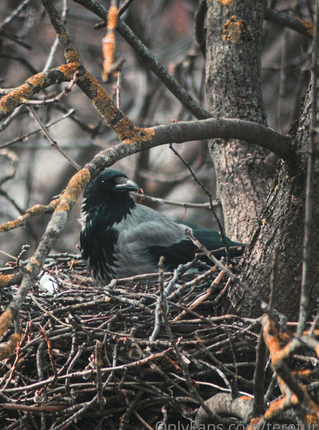 TeRefur top star photo