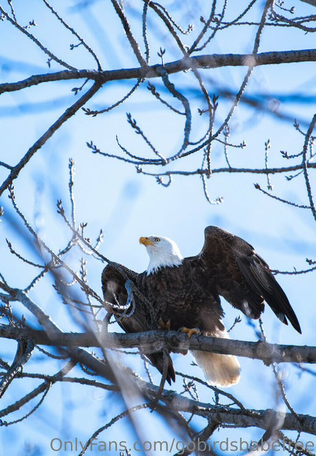 gobirdsbabefree art model image