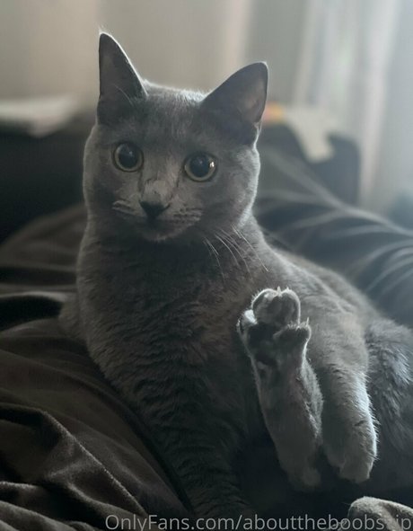 abouttheboobsvip pornstar sexy galleries