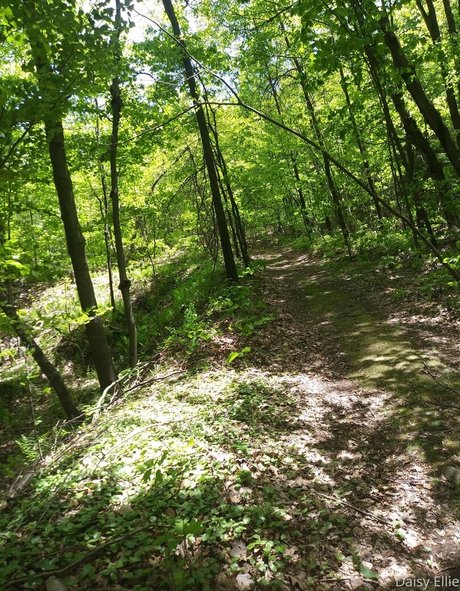 devilishdaisy star top gallery