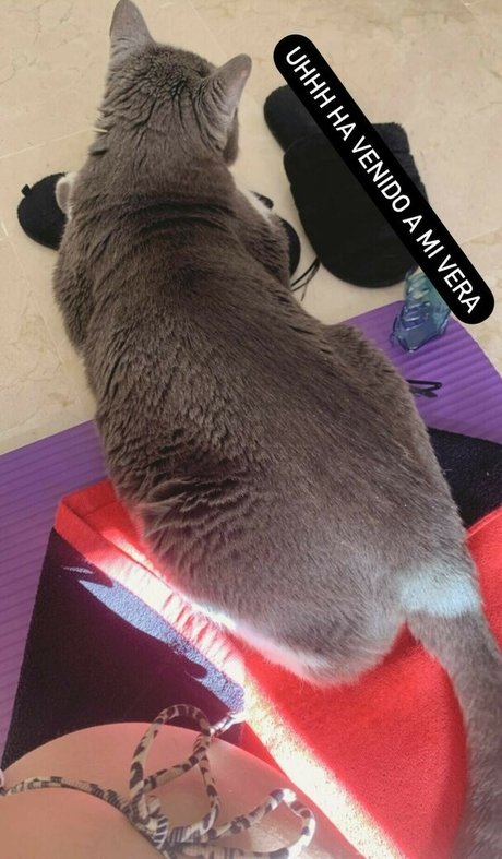 Pettans free pornstar photos