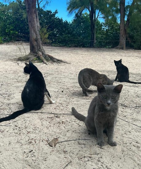 Samantha Frison art model pictures