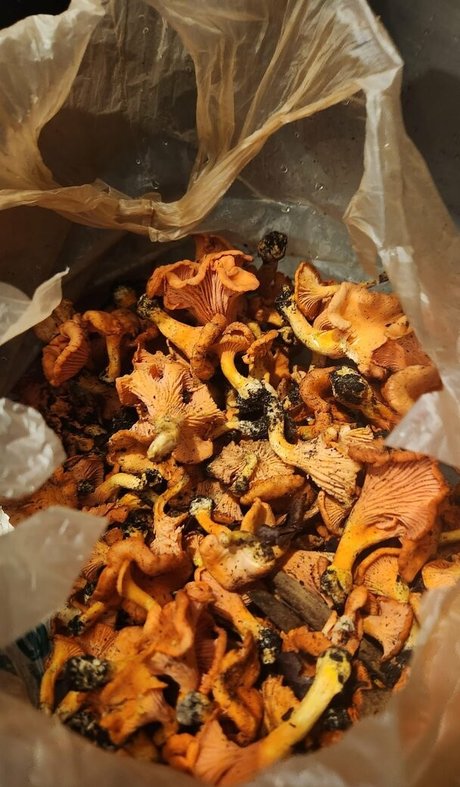 Lovebush1313 model beautiful image