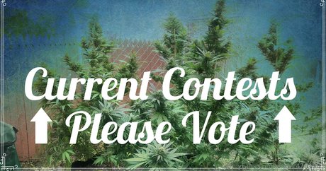 ginger420expo star perfect img