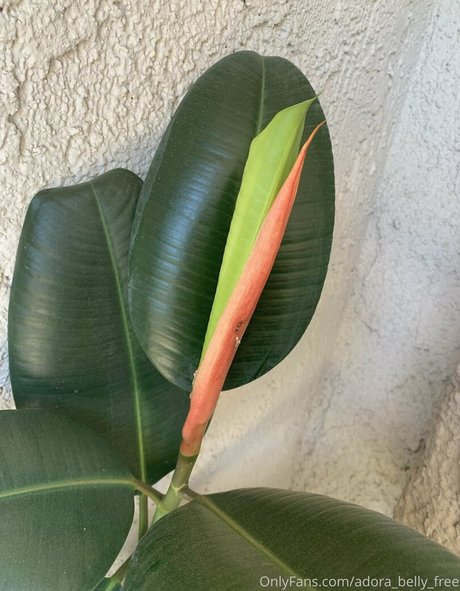 adora belly free xxx model img