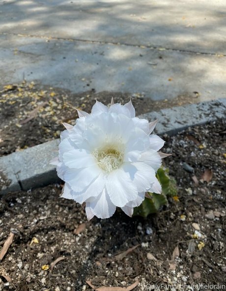 tallielorain hot actress gallery