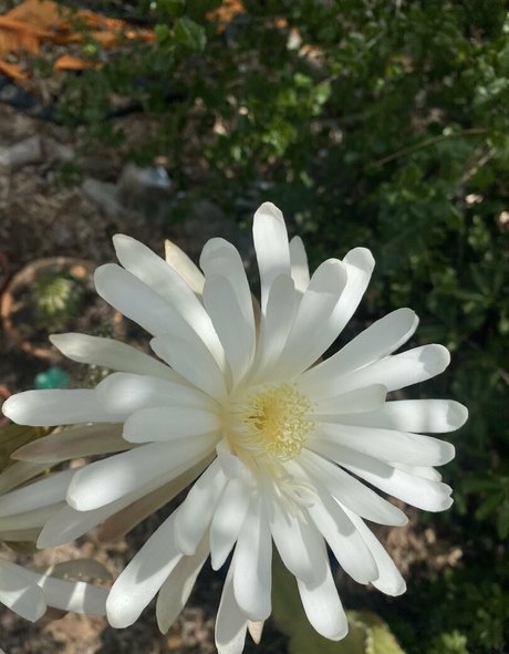 tallielorain nudes actress pics