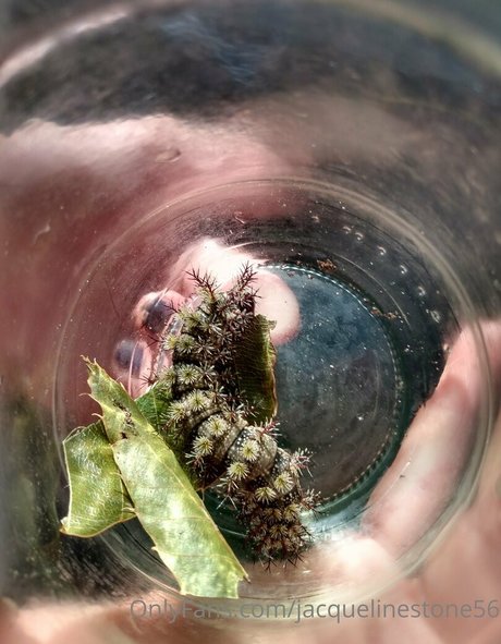 jacquelinestone56 star nude pics