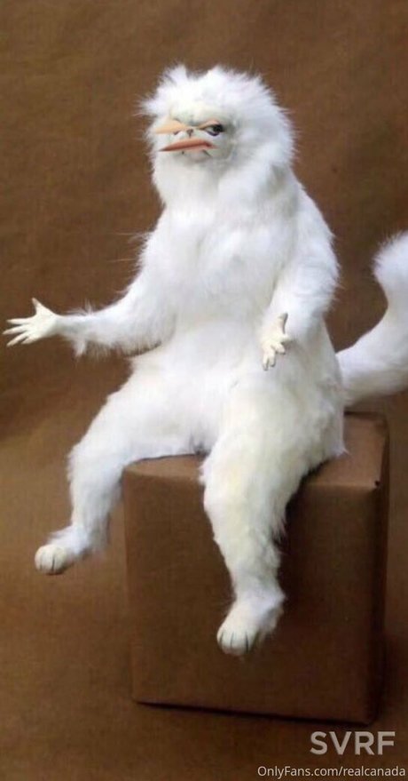 realcanadaali star sex archive