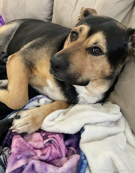 sheridanlove nude actress galleries