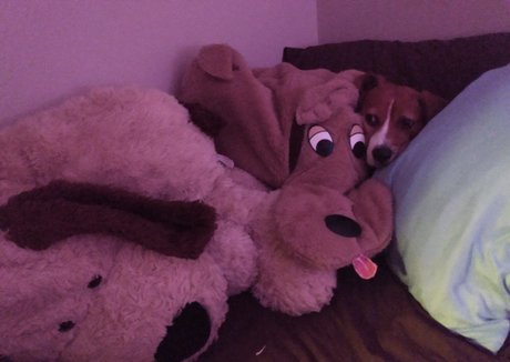 imamazingbitch xxx star pictures