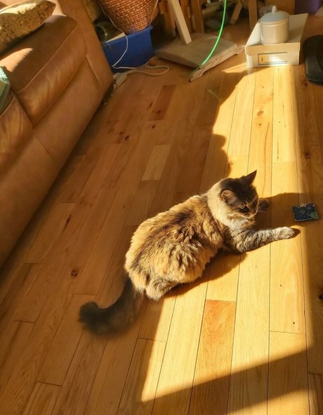 skinny shemale onlyfans porn photo