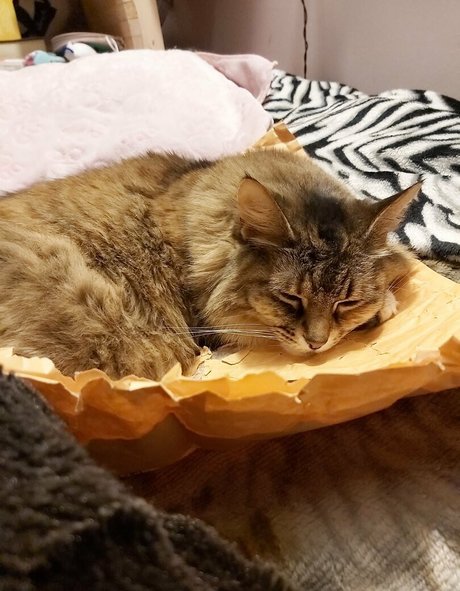 galaximoss perfect model photo