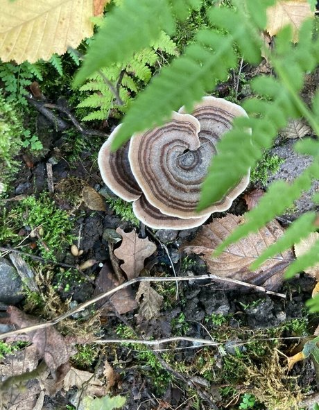 emiliamars pretty pornstar archive