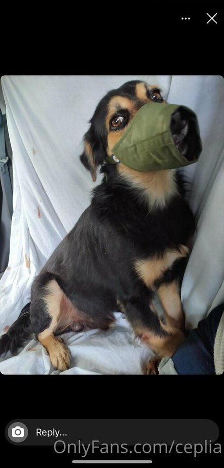 ceplia star hd picture