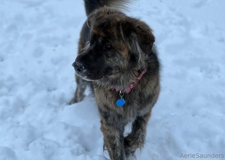 aeriesaunders free model image