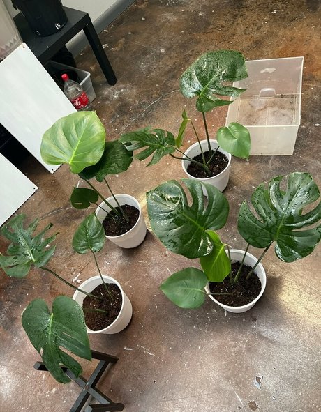 spicysundayx nude pornstar photo