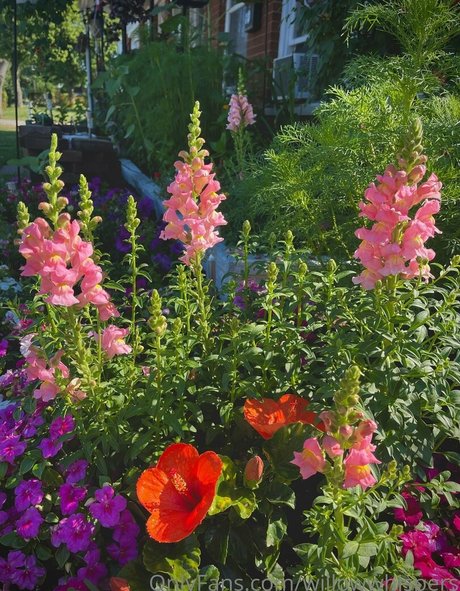 willowwhispers nice star gallery