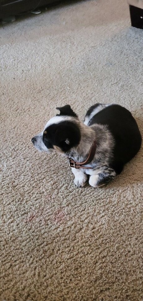 stellightbaby naked pornstar img