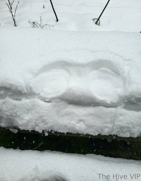 thehivevip pornstar adult image