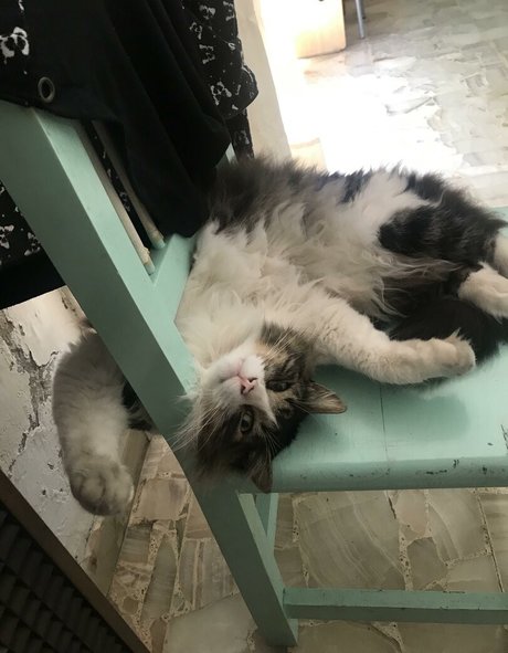 Shashi model free archive